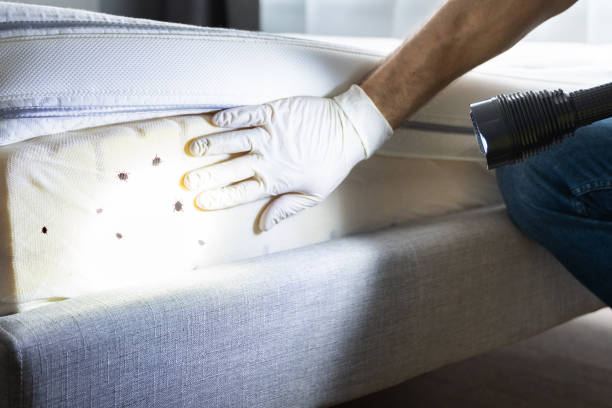 Best Affordable Pest Control Services  in Palatine, IL