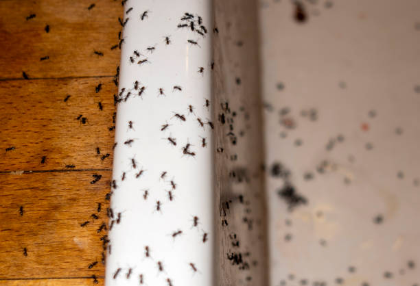 Best Pest Control Near Me  in Palatine, IL