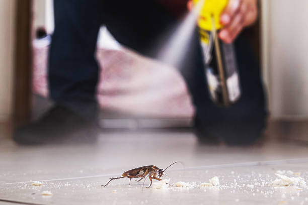 Reliable Palatine, IL Pest Control Solutions